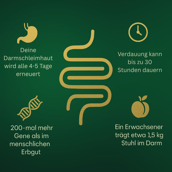 Interessante Fakten über deinen Darm